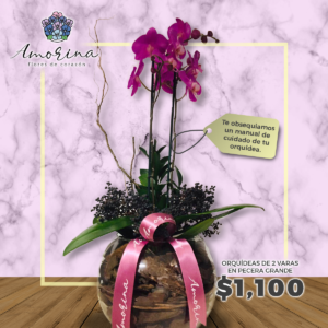 Orquidea de 2 varas en pecera grande