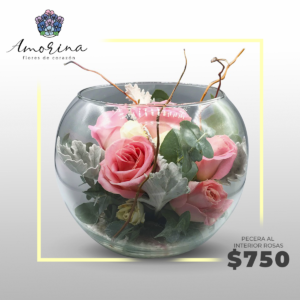 Pecera al interior rosas